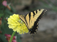 Butterfly on bloom