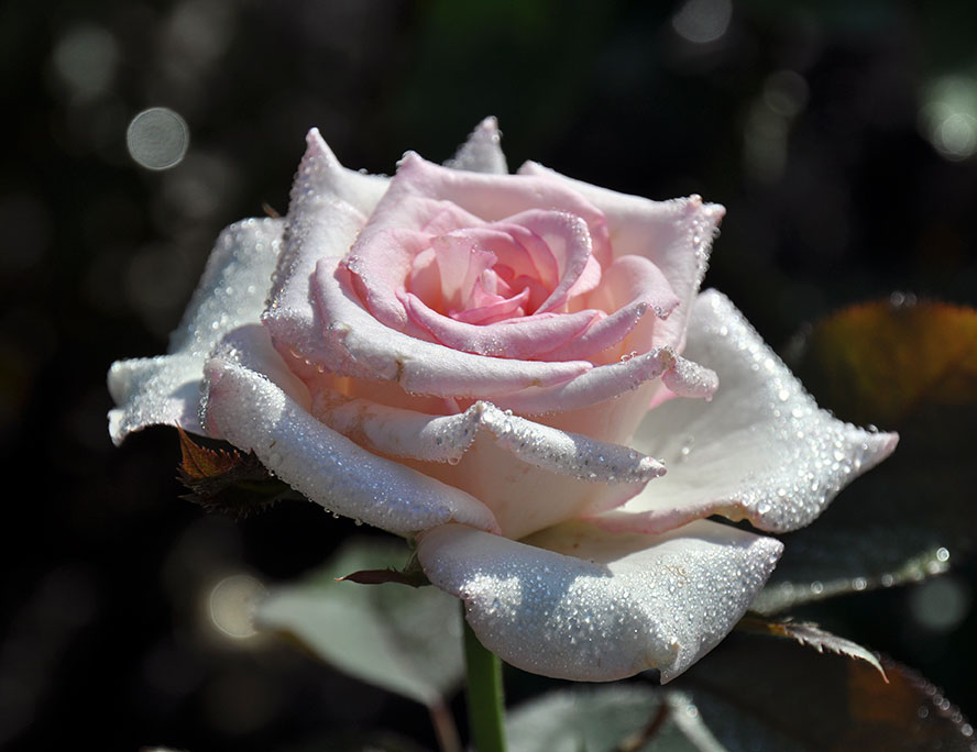 Pink Rose